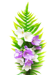 Flowers blue bell and fern leaf isolated on white background