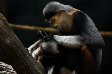 Mother monkey with baby