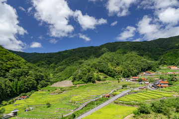 大井谷棚田 © 安ちゃん