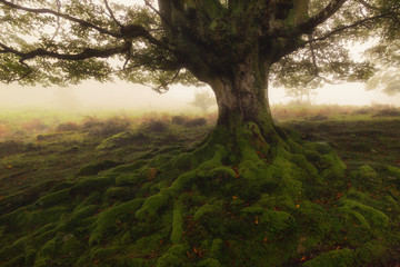 Tree roots in a foggy day