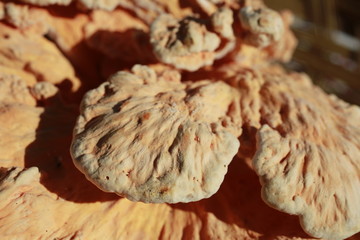 Mushrooms for sale at the Farmers Market