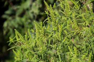 Ragweed plants