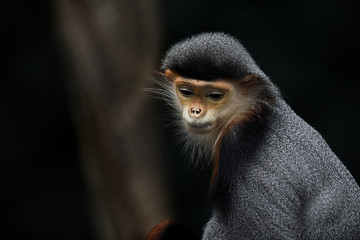 Monkey Monkey