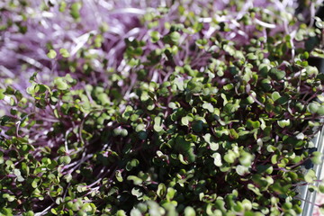 Fototapeta premium Microgreens sale at the Farmers Market