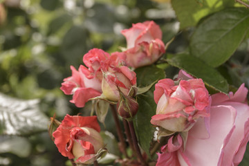 Obraz premium Rose Blooming Outdoors with Drops of Dew. Close-Up