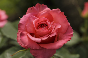 Rose Blooming Outdoors with Drops of Dew. Close-Up