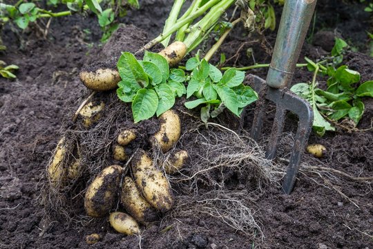 Potato harvesting by hand