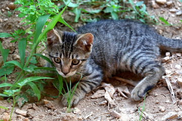 Naklejka na ściany i meble Tabby kitten hiding in the garden. Selective focus. 