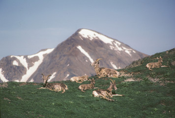 Bighorn sheep ewes and lambs lounge on mountain peak.  Milner Pass, Rocky Mountain NAtional Park, CO.