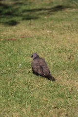 Dove Streptopelia chinensis in Western Australia
