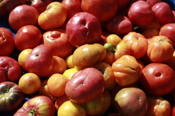 Naklejka na ściany i meble Heirloom tomatoes for sale at the Farmers Market