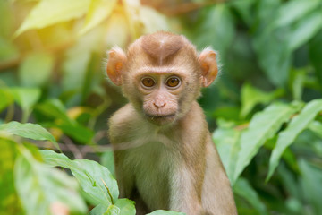 Naughty child monkey looking at camera while resting on tree..Habitat of monkey family,Northern pig-tailed macaque ( Macaca leonina ) ,Khao Yai national park,Thailand.