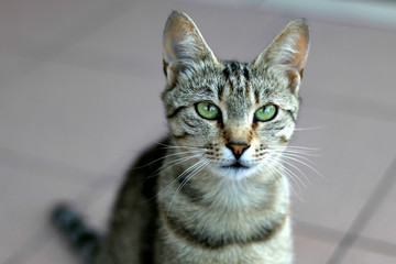 Elegant tabby cat with big green eyes. Close-up, selective focus. 