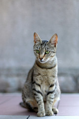 Elegant tabby cat sitting on the floor. Selective focus. 
