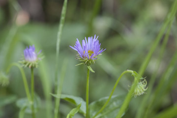 A newly emerging Showy Fleabane wildflower found in a natural high altitude green habitat