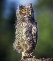 Downy Burrowing Owl chick