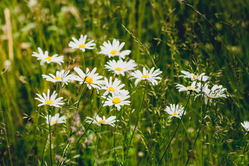 Oxeye daisies