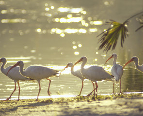 Flock of White Ibis on shore of Silver River, Silver Springs, FL.