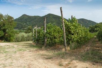 Fototapeta na wymiar View of the famous Prosecco vineyards from Euganean hills, Padova, Veneto, Italy during summer
