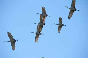 Flock of Sandhill Cranes flying overhead against blue sky