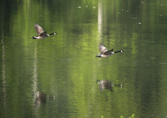 Pair of geese flying low over water with reflections