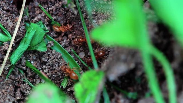Lasius Flavus/ Gelbe Wiesenameise 1