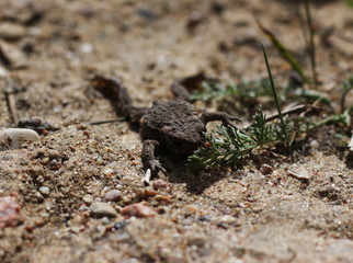 Juvenile Toad in long dry yellow grass stalks Toad Common Toad Bufo bufo