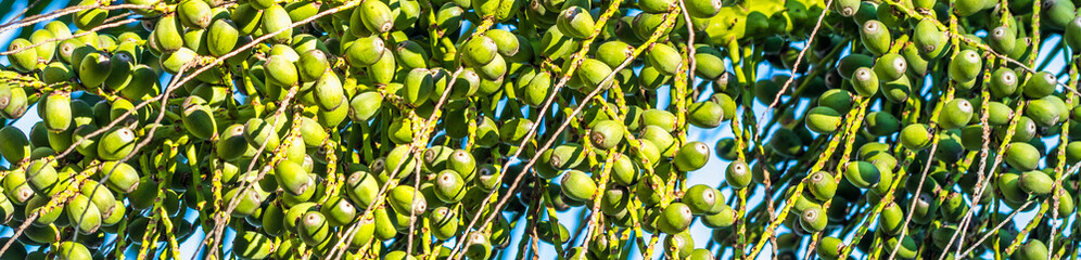 Fundo verde com cocos.