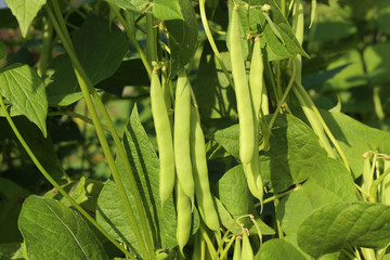 Beans growing in garden. Homegrown organic food, beans ripening in garden.