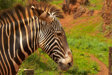 Zebra in Cabarceno Park looking ahead