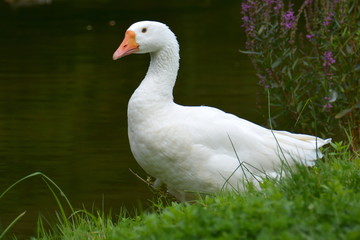 weiße Gans