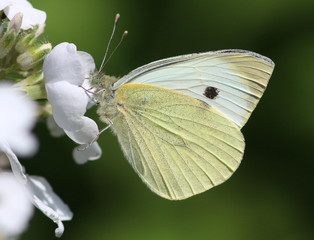 Fototapeta premium Motyl europejski kapusta biała (Pieris brassicae) na kwiat jeżyny.