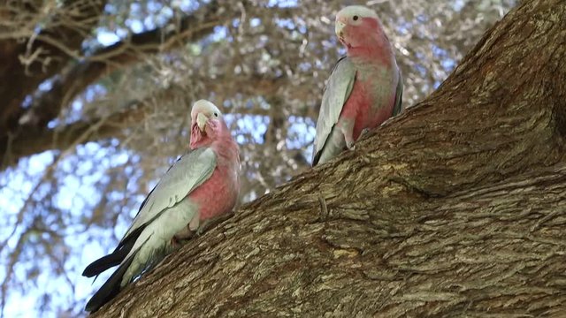 Galahs Eolophus roseicapilla in Cottesloe Beach, Western Australia
