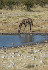 Fototapeta na wymiar Giraffe at water hole - Etosha