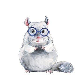 Chinchilla in glasses, cute watercoloe illustration © Gribanessa