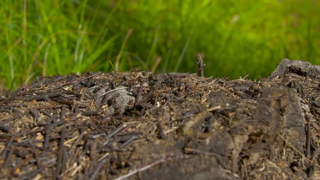 Close-up wild ants swarming around their anthills. Anthill in the forest among the dry leaves.Insects working emmet running around near the hole in the ground,macro anthill. Ant in ant hill colony