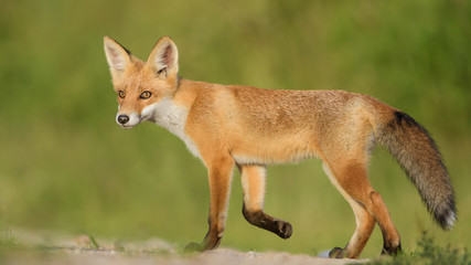 Red Fox in the natural environment