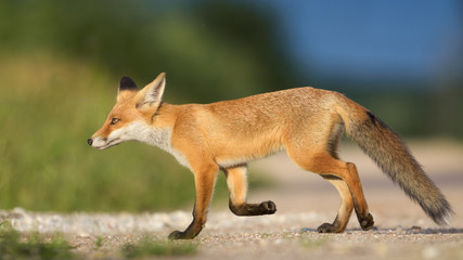 Red Fox in the natural environment