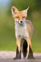 Red Fox in the natural environment