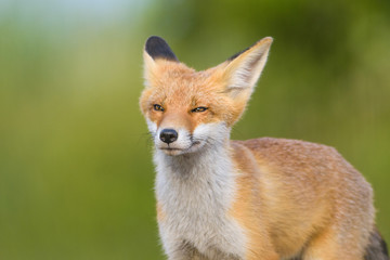Fototapeta premium Red Fox in the natural environment
