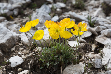 Rh&auml;tischer Alpen-Mohn 