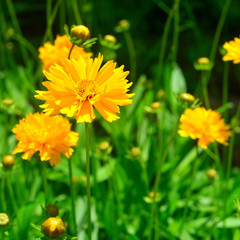 Beautiful and unusual yellow daisy in the garden against the background of the lawn. A lot of greenery, a flower bed. Landscape design. Summer