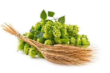Hop Cones and Barley Isolated on the White Background.