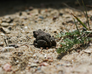 Juvenile Toad in long dry yellow grass stalks Toad Common Toad Bufo bufo