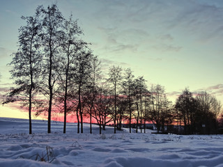 some trees in winter at afterglow in a snowy landscape with a small village in the background