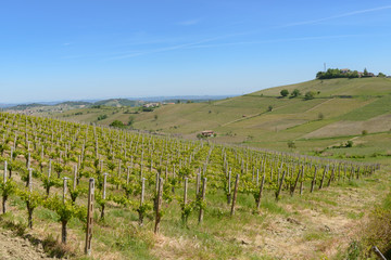 Fototapeta na wymiar Views of the wine producing area Barbaresco in the region Piedmont in Italy