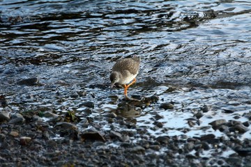 Common redshank, Faskrudsfjordur, Iceland