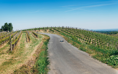 Views of the wine producing area Barbaresco in the region Piedmont in Italy