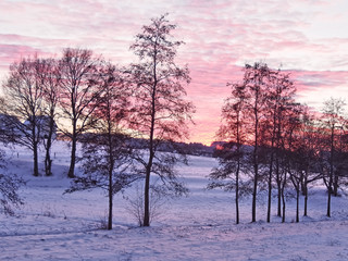 some trees in winter at afterglow in a snowy landscape with houses in the background