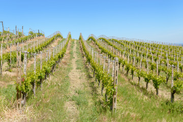 Fototapeta na wymiar Views of the wine producing area Barbaresco in the region Piedmont in Italy